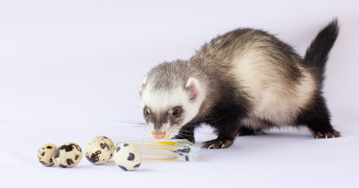 Feeding Your Pet Ferret a Healthy Diet